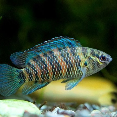 Cichlid-  badis / Blue badis