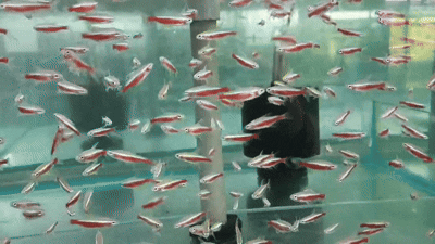 Tetra-  cardinal albino