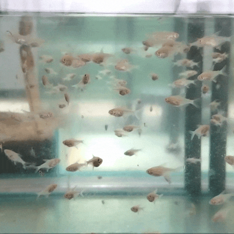 Tetra-  lemon albino