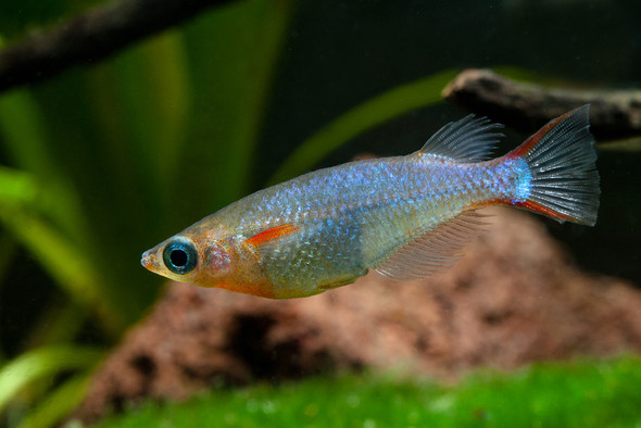 Ricefish-  blue daisy