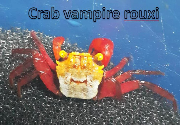 Crab-  vampire rouxi