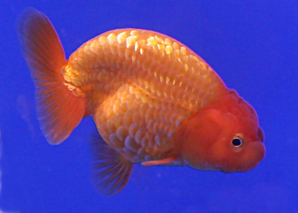 Goldfish-  red ranchu