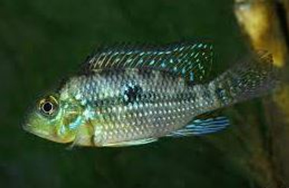 Cichlid-  pearl geophagus