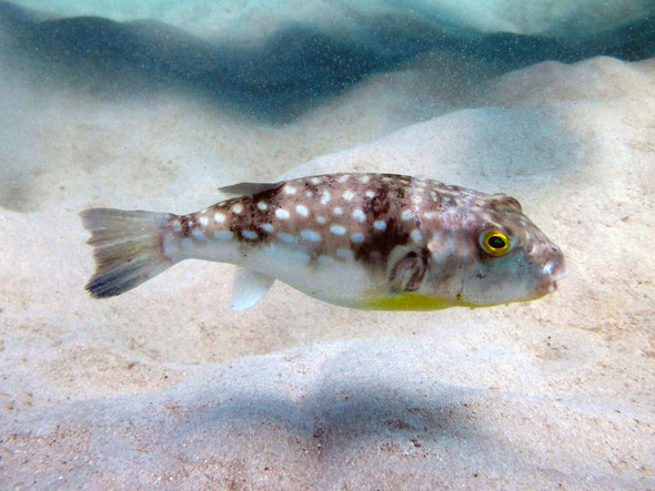 Puffer-  milky spotted