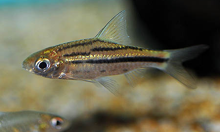 Barb- striped (puntius johorensis)