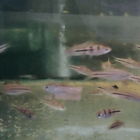 Barb- striped (puntius johorensis)