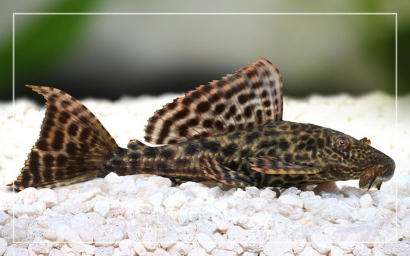 Catfish-  algae sucker red hifin