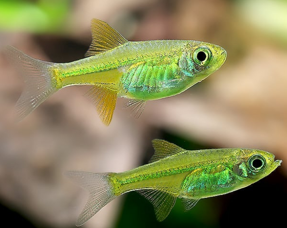 Rasbora-  kubotai