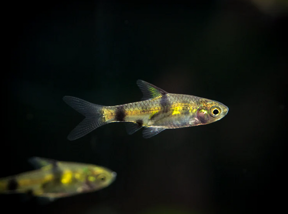 Barb-  pygmy