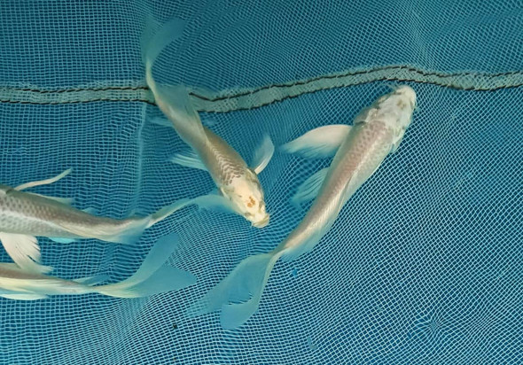 Koi-  platinum dragon butterfly