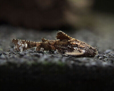 Catfish-  asian stone