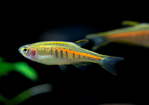 Danio-  glowlight