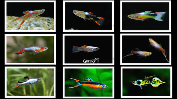 Guppy-  endler's assorted