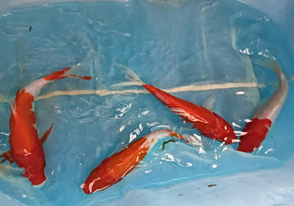 Koi-  kohaku