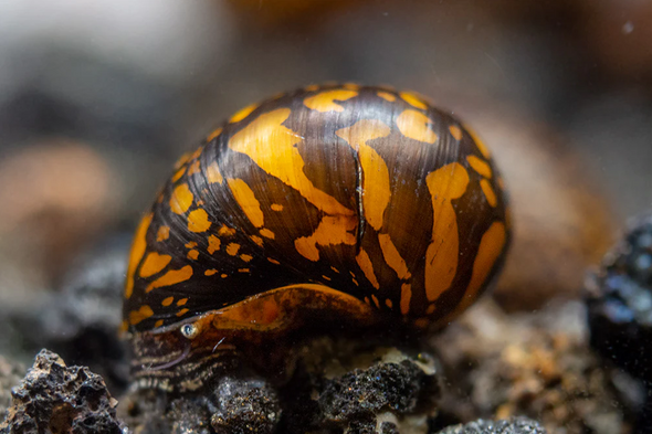 Snail-  batik