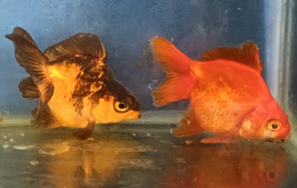 Goldfish-  ryukin