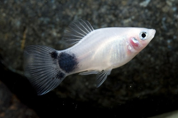 Platy-  white mickey mouse