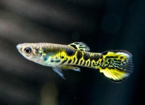 Guppy-  yellow tiger