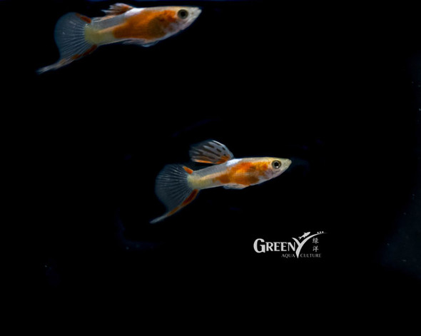 Guppy-  red chest endler