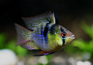 Cichlid-  ramirez blue black balloon