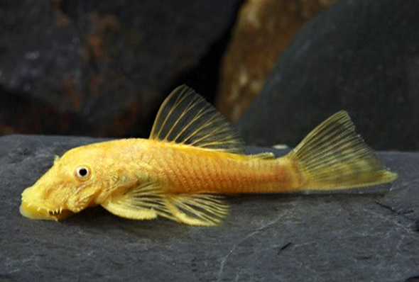 Catfish-  snowflake bristlenose golden