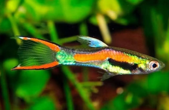 Guppy-  black bar endler