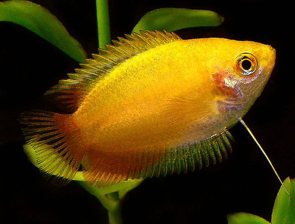 Gourami-  honey golden
