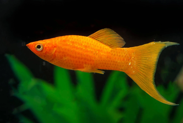 Molly-  orange LT
