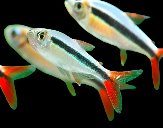 Tetra-  red tail penguin