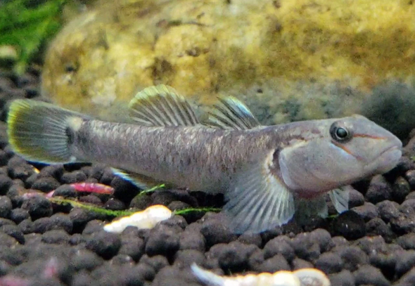 Goby-  rhino