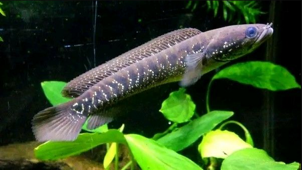 Channa-  asiatica white spot