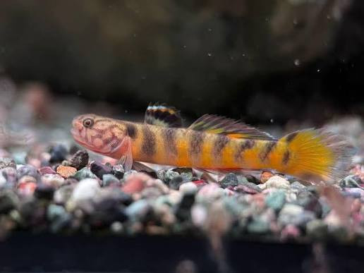 Goby-  parvus