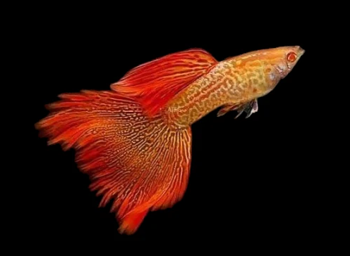 Guppy-  albino red lace