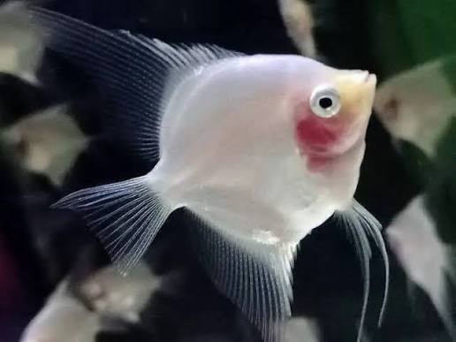 Angel-  blushing