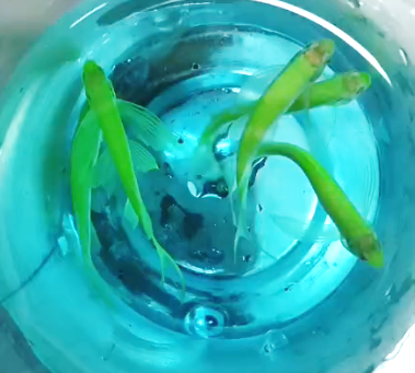 Danio-  zebra green LF