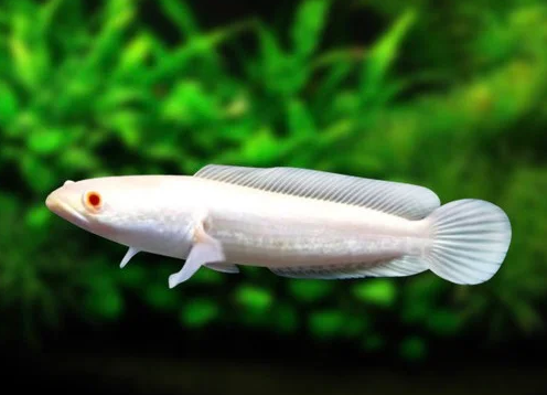 Channa-  striata albino