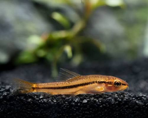 Loach-  rosy