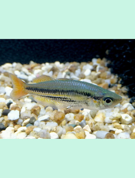 Rainbow-  western(Melanotaenia australis)