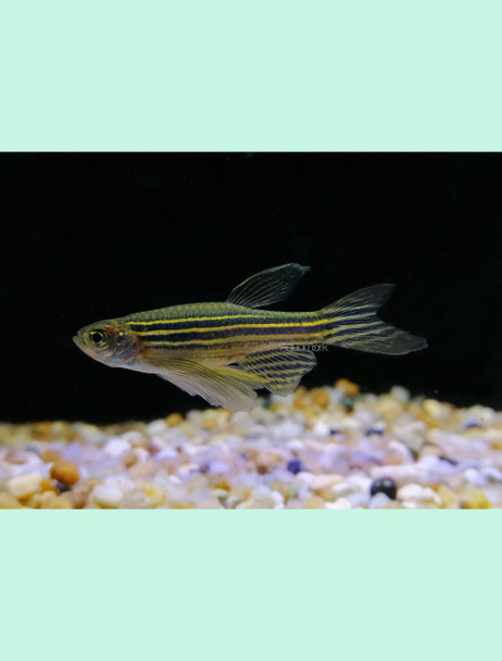 Danio-  zebra LF
