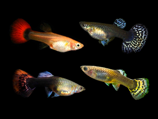Guppy-  assorted female