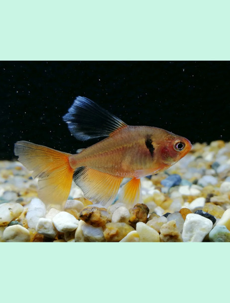 Tetra-  serpae LF