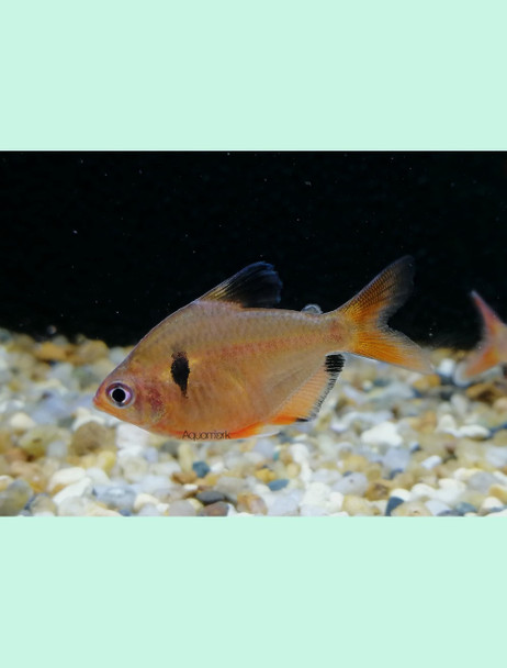 Tetra-  serpae balloon