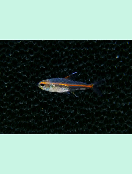 Tetra-  glowlight