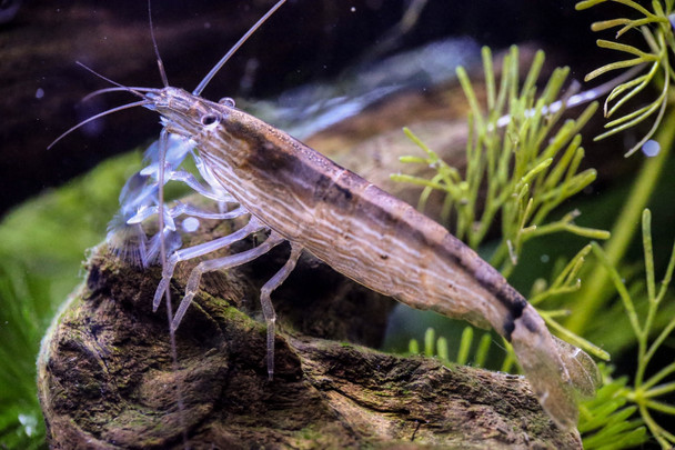 Shrimp-  mountain (wild)*