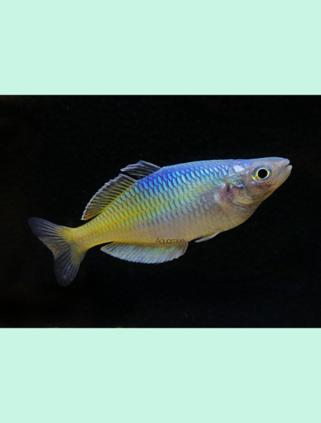 Rainbow-  boesmani