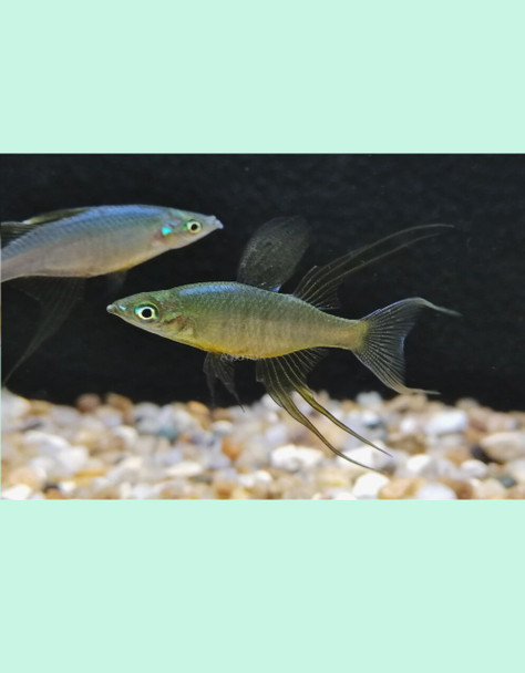 Rainbow-  thread fin