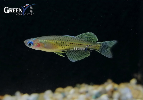 Rainbow-  spotted blue eye