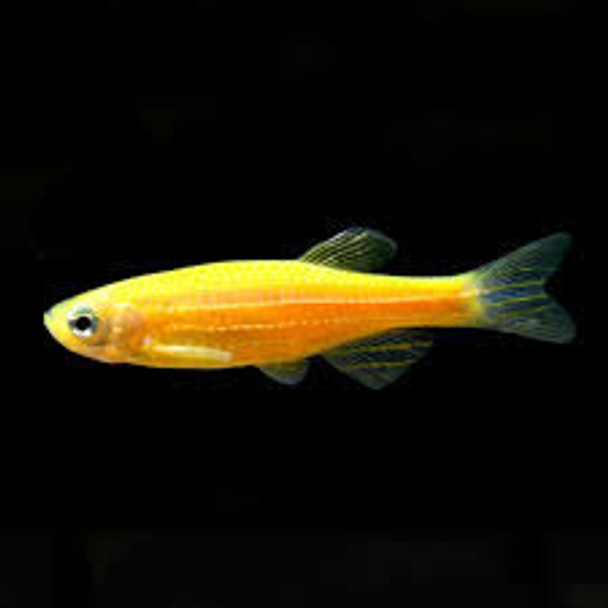Danio-  zebra coral yellow (GM Fish)