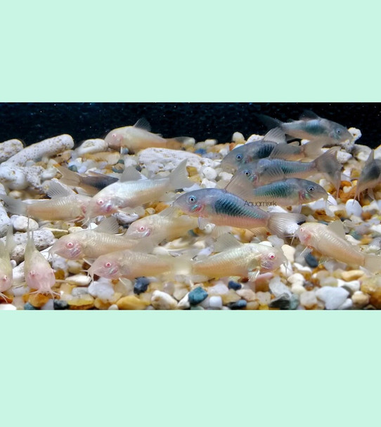 Catfish-  corydoras assorted