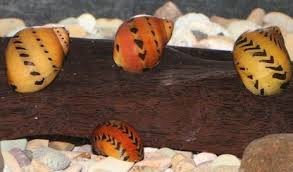 Snail- red spotted